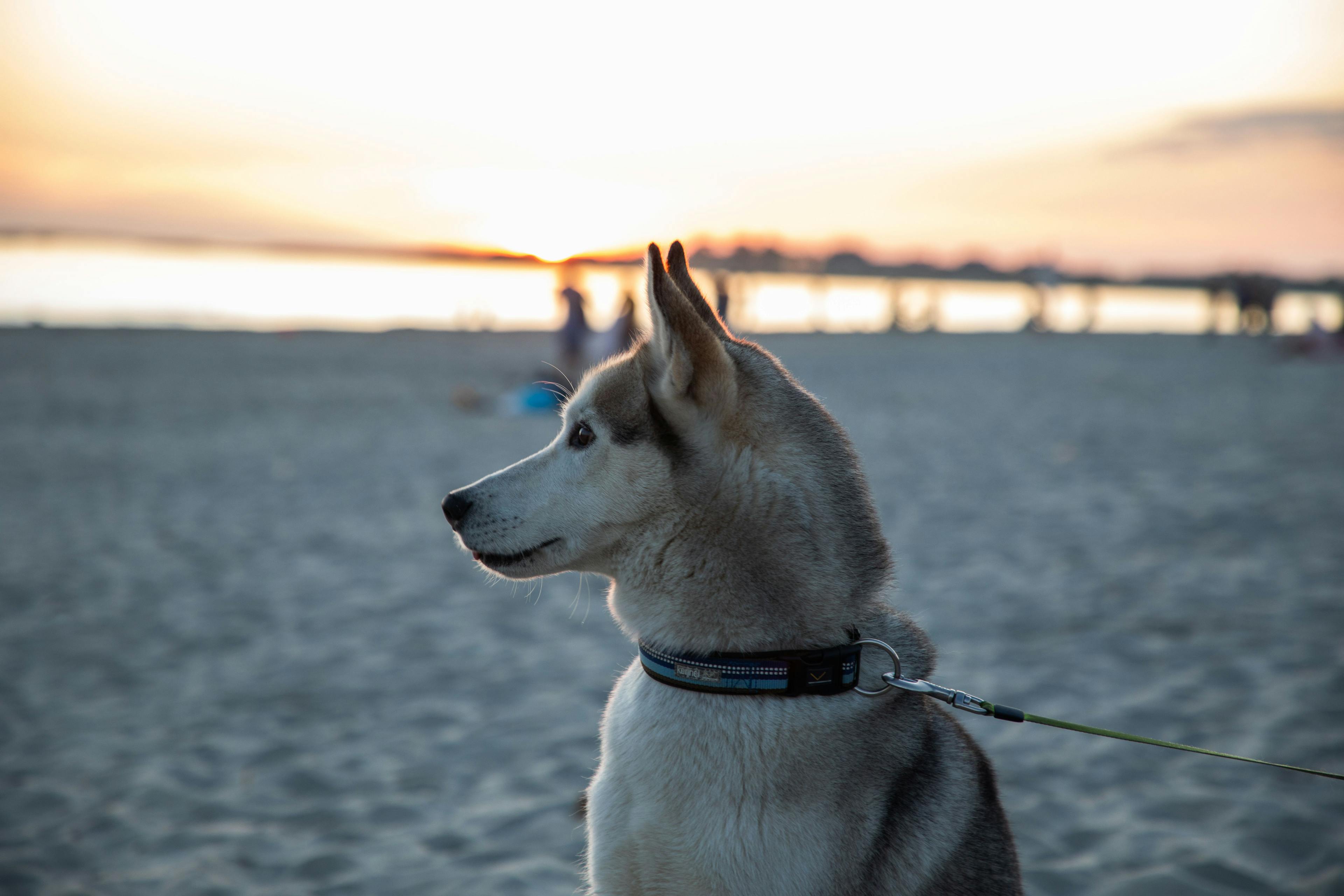 Dog at Sola Strand Beach