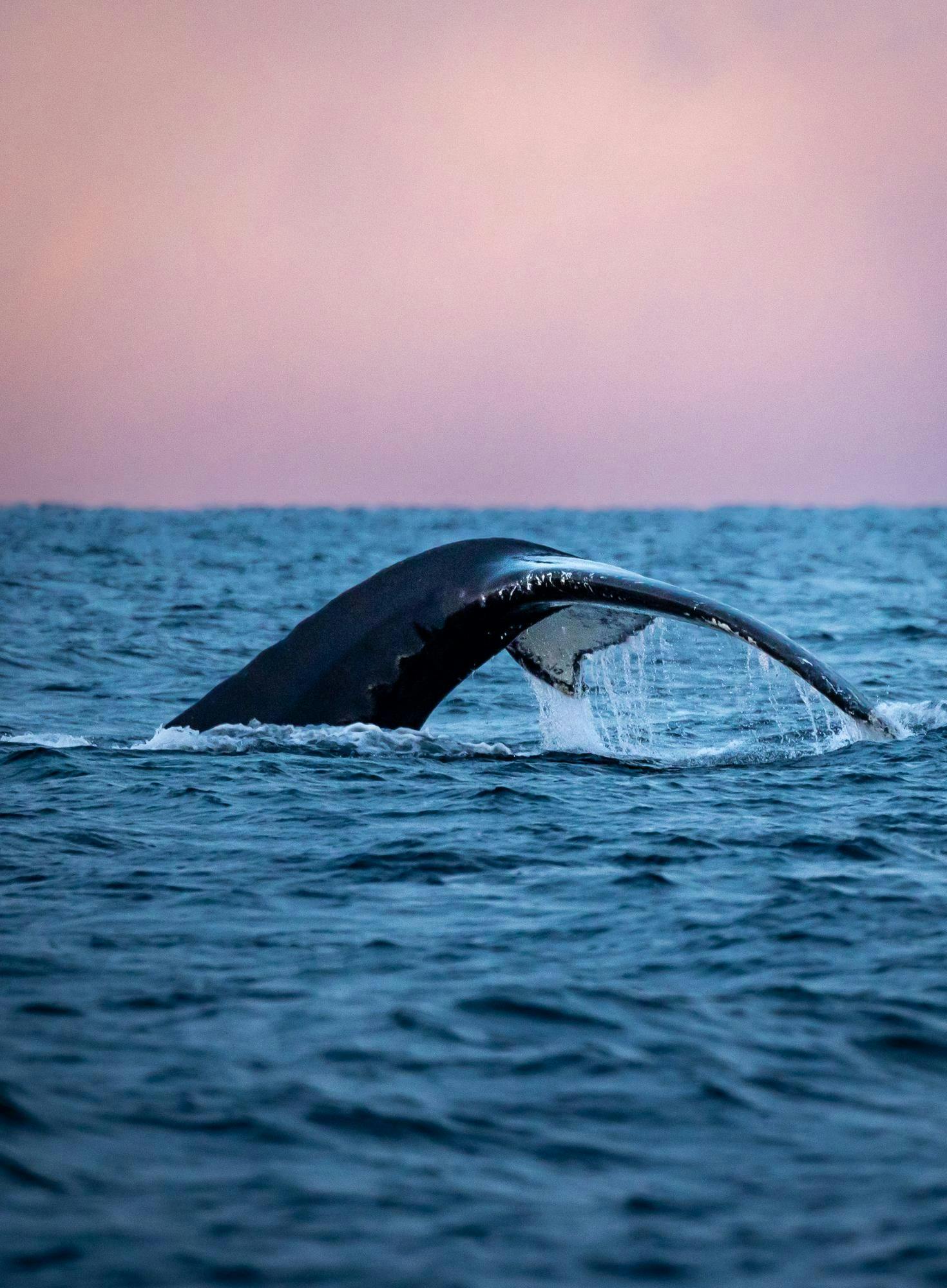 Whale tail in the sea