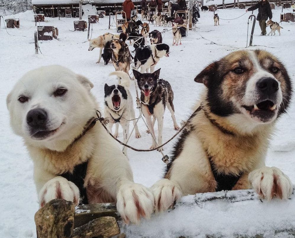 Dogs in Husky sled at Engholm Husky Design Lodge
