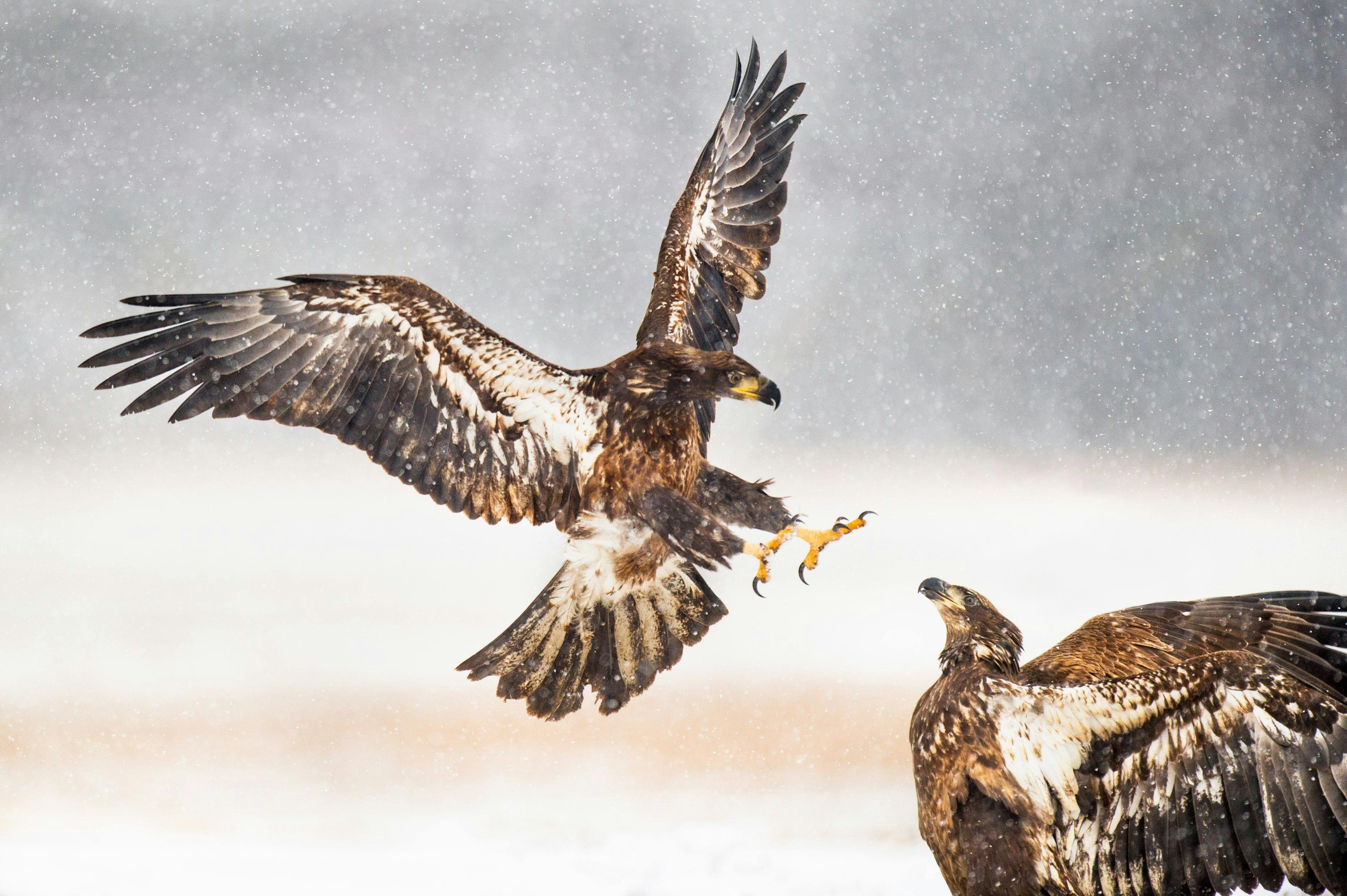 Sea eagles fighting
