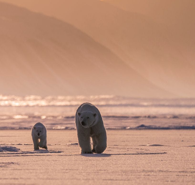 Polar Bear with cub in Svalbard