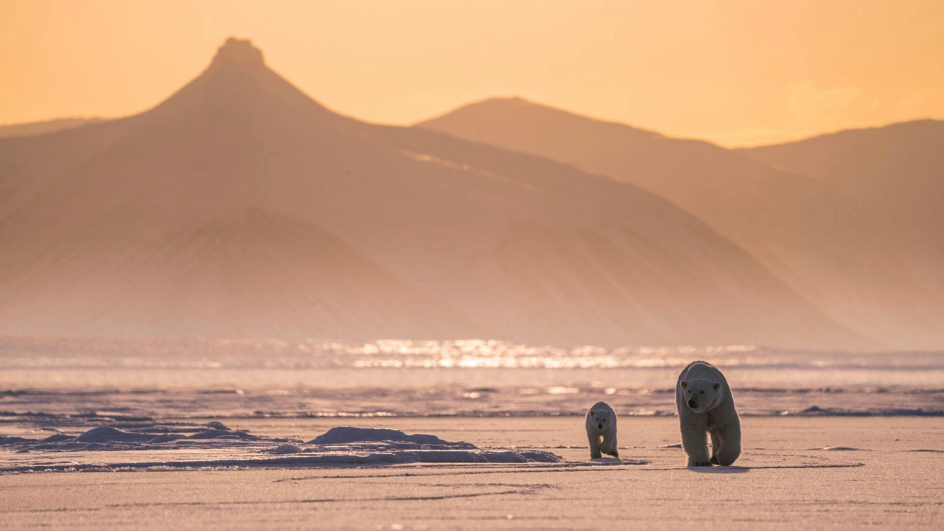 Polar Bear with cub in Svalbard