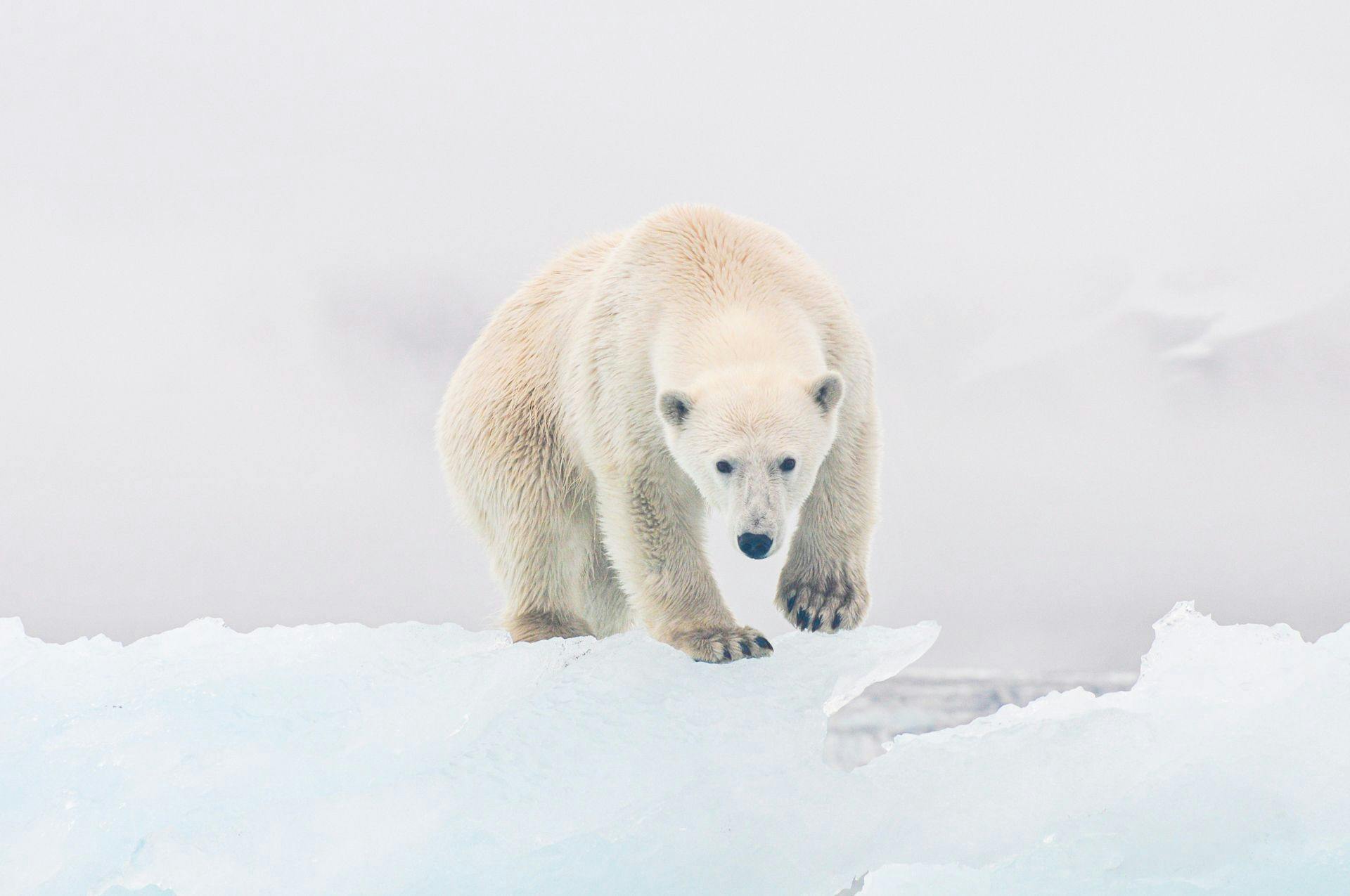 Svalbard - Nansen Polar Expeditions