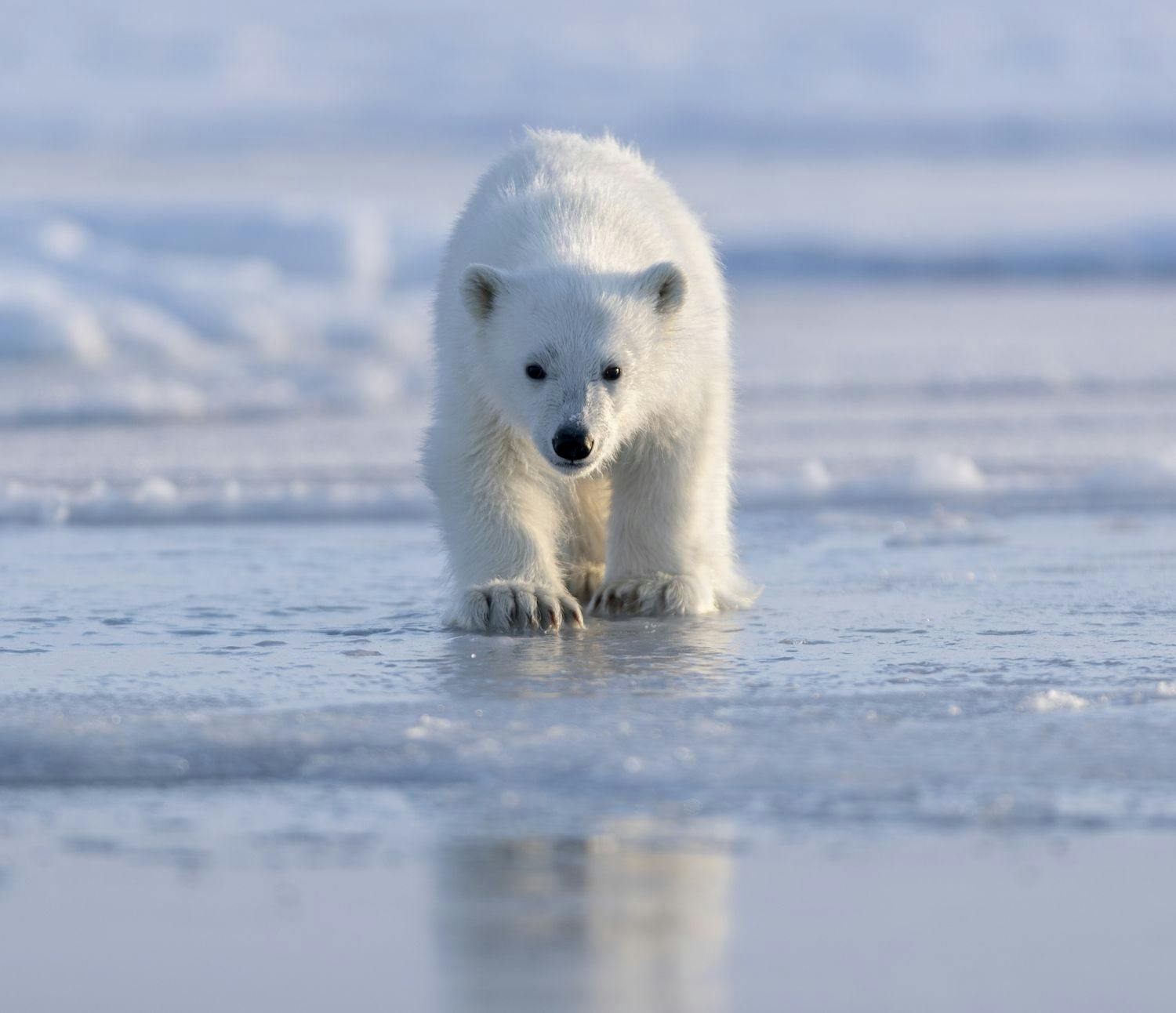 Closeup of a Polar bear cub