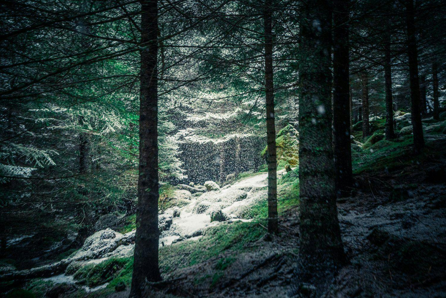 Magial light in forest in Northern Norway