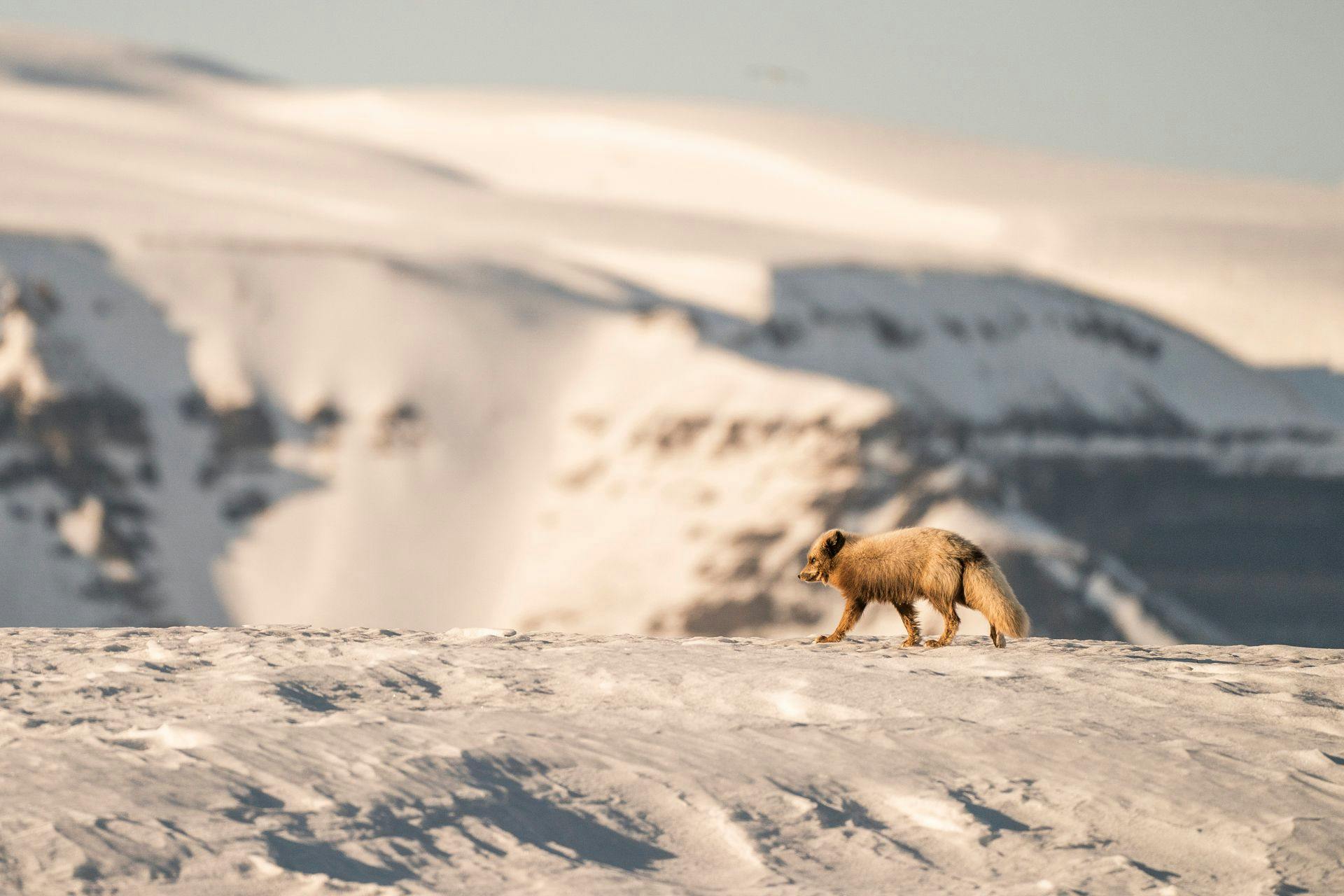 Polar Fox in Svalbard