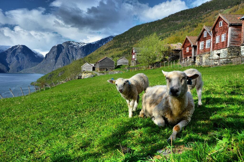 Sheep - Visit Norway